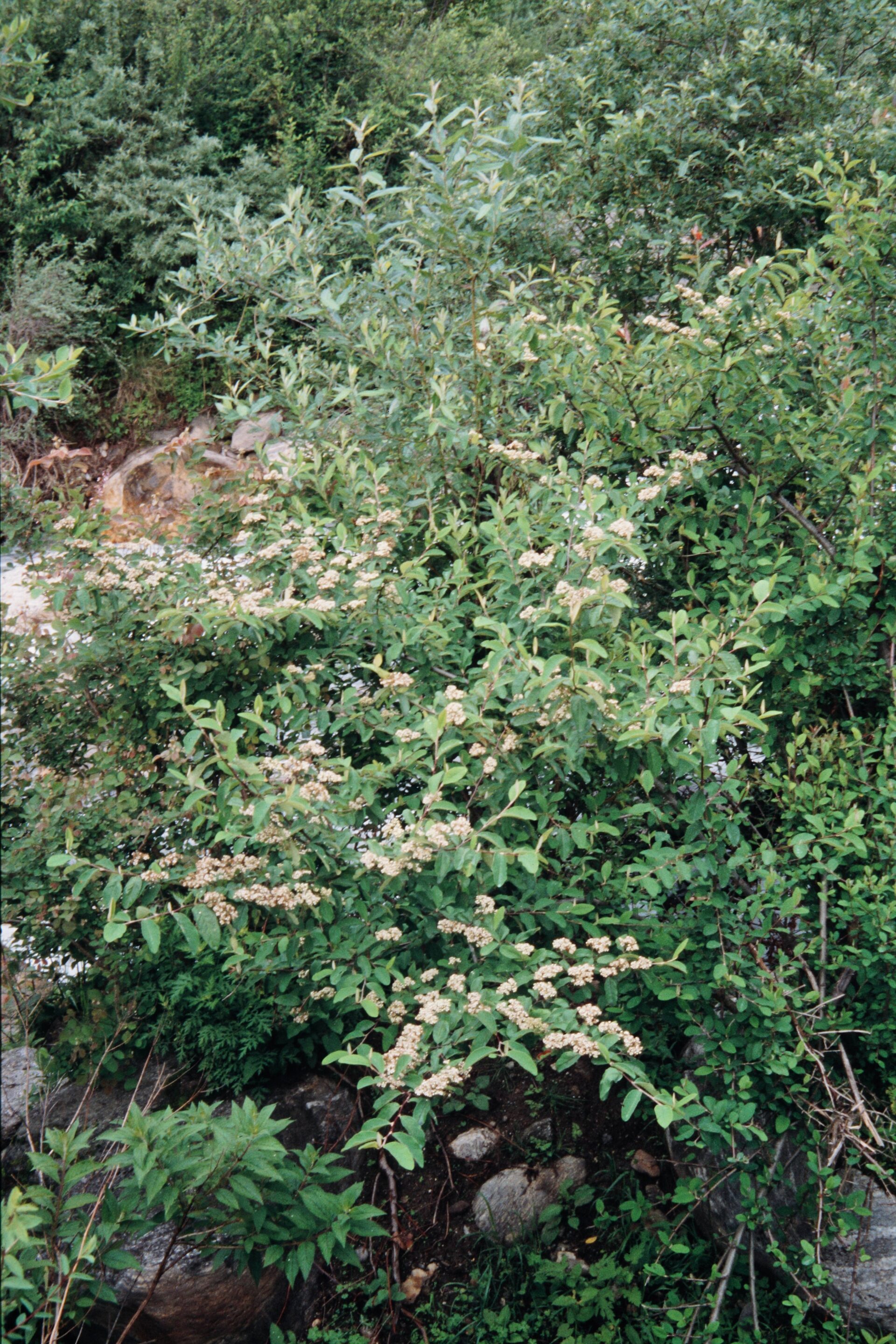 Cotoneaster frigidus — Rosaceae