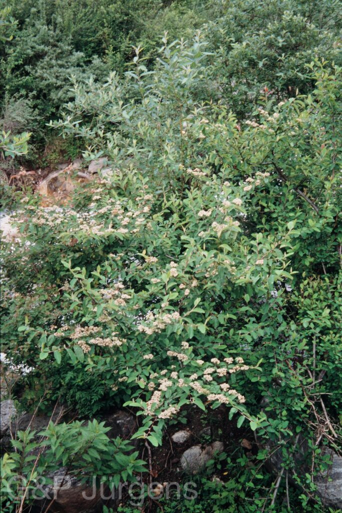Nepal 99 567 ergebnis