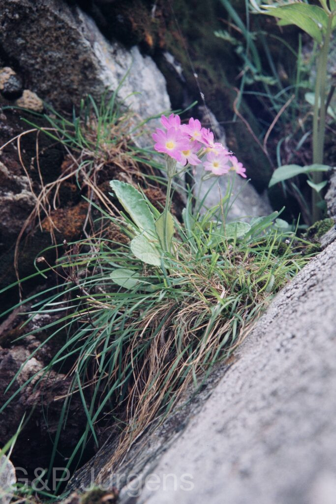 Nepal 99 574 ergebnis