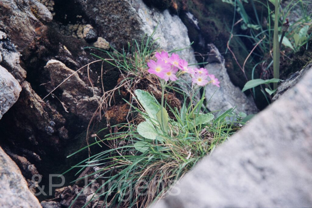 Nepal 99 575 ergebnis
