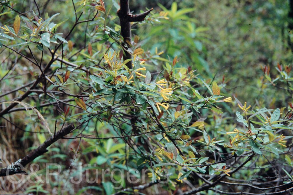 Nepal 99 57 ergebnis