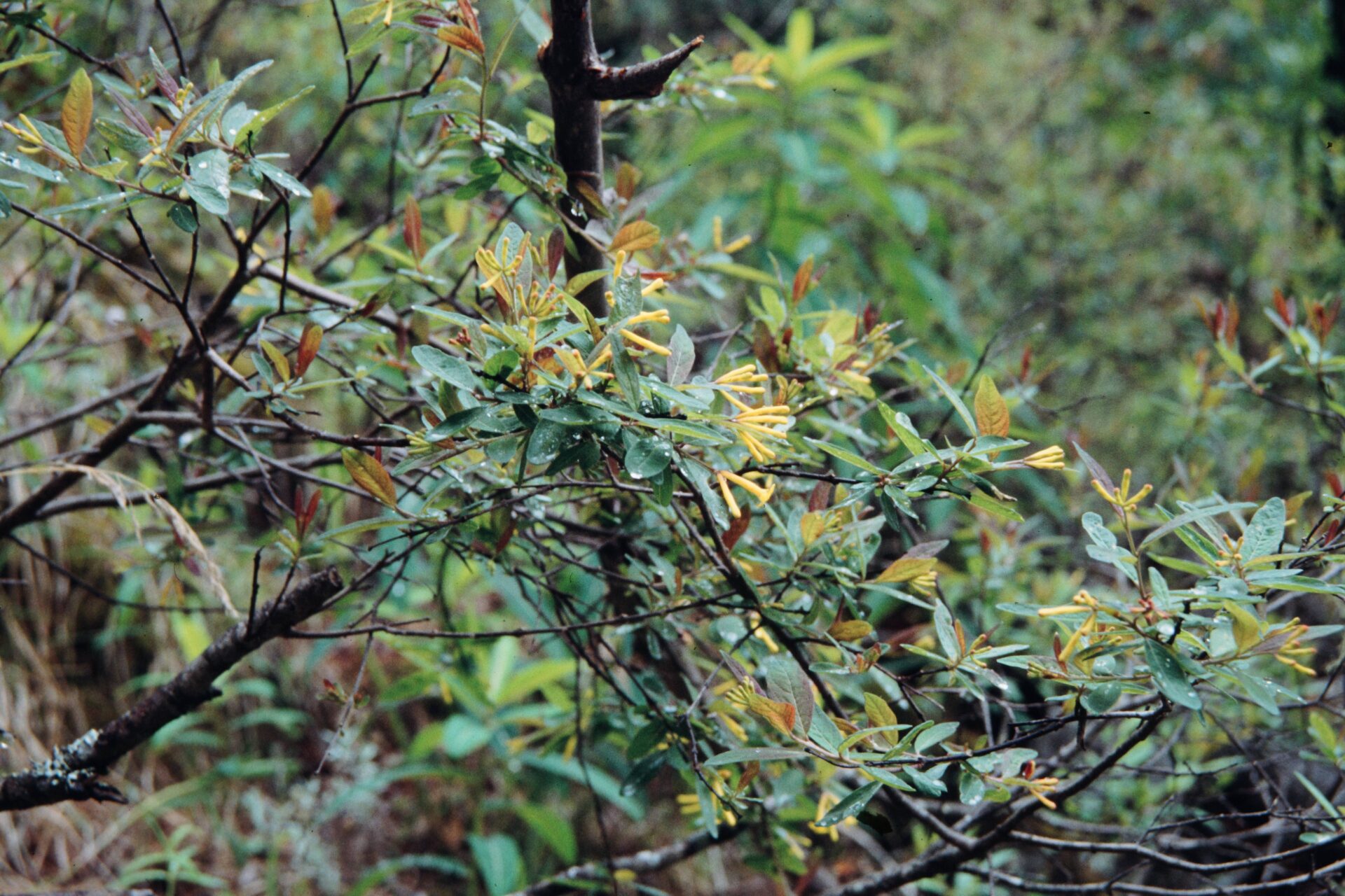 Wikstroemia canescens — Thymelaeaceae