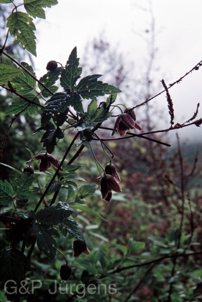 Nepal 99 580 ergebnis