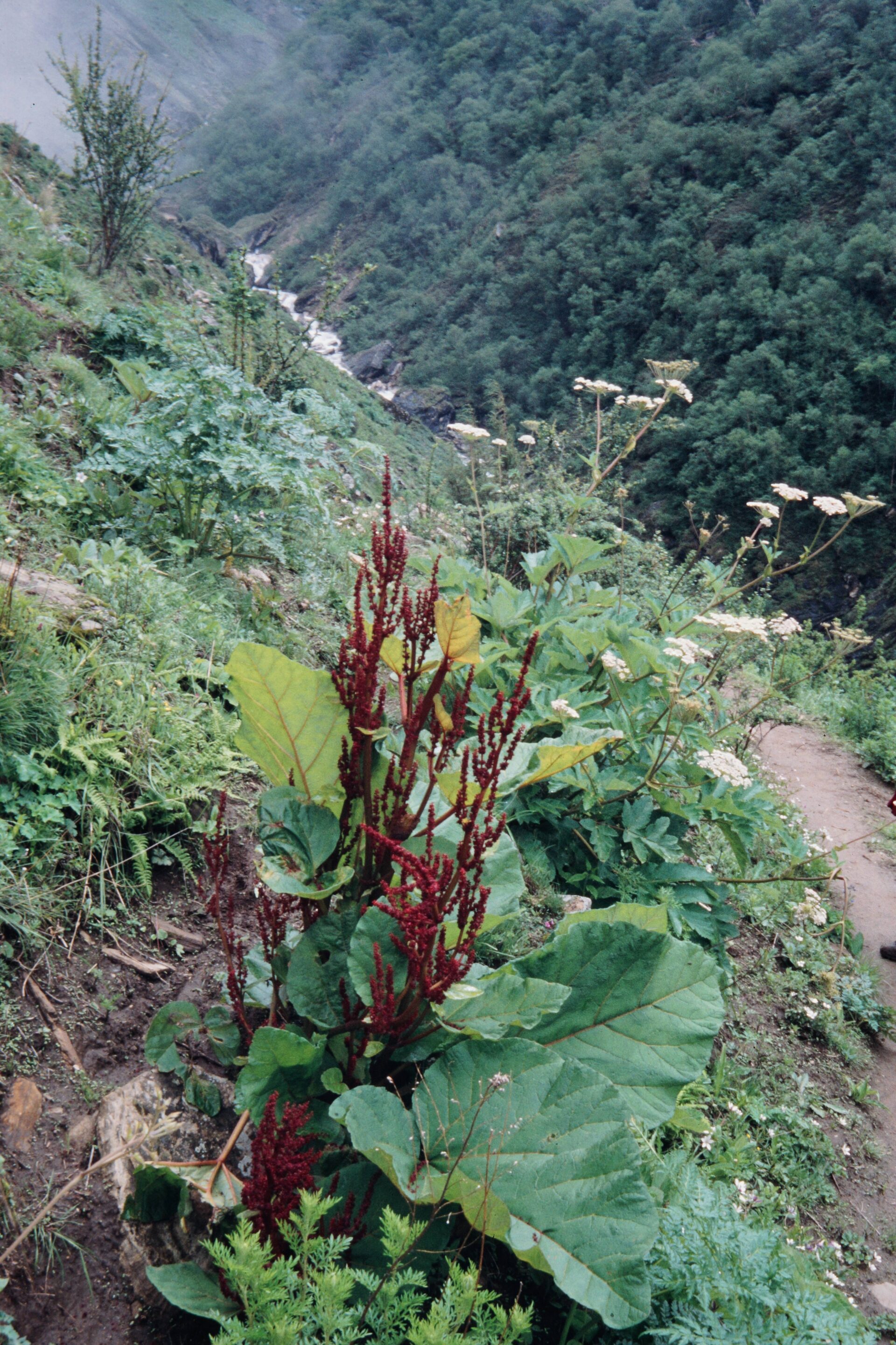 Rheum australe — Polygonaceae