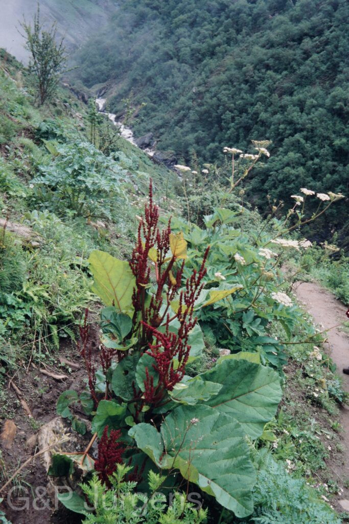Nepal 99 583 ergebnis
