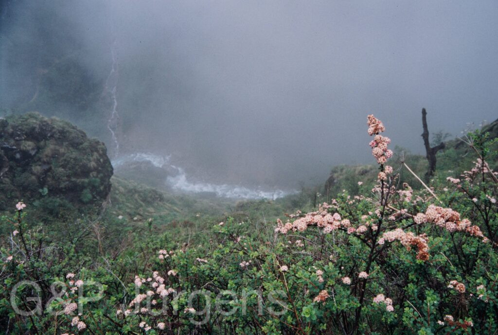 Nepal 99 585 ergebnis