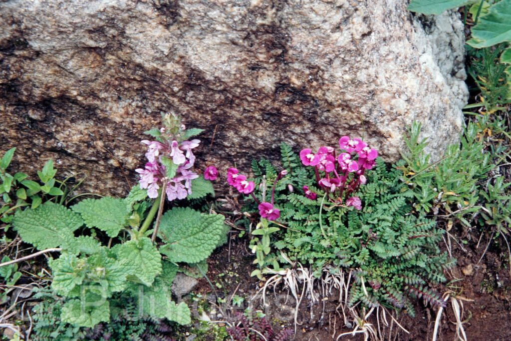 Nepal 99 587 ergebnis