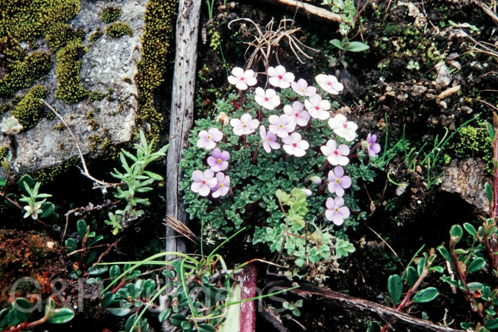 Nepal 99 591 ergebnis