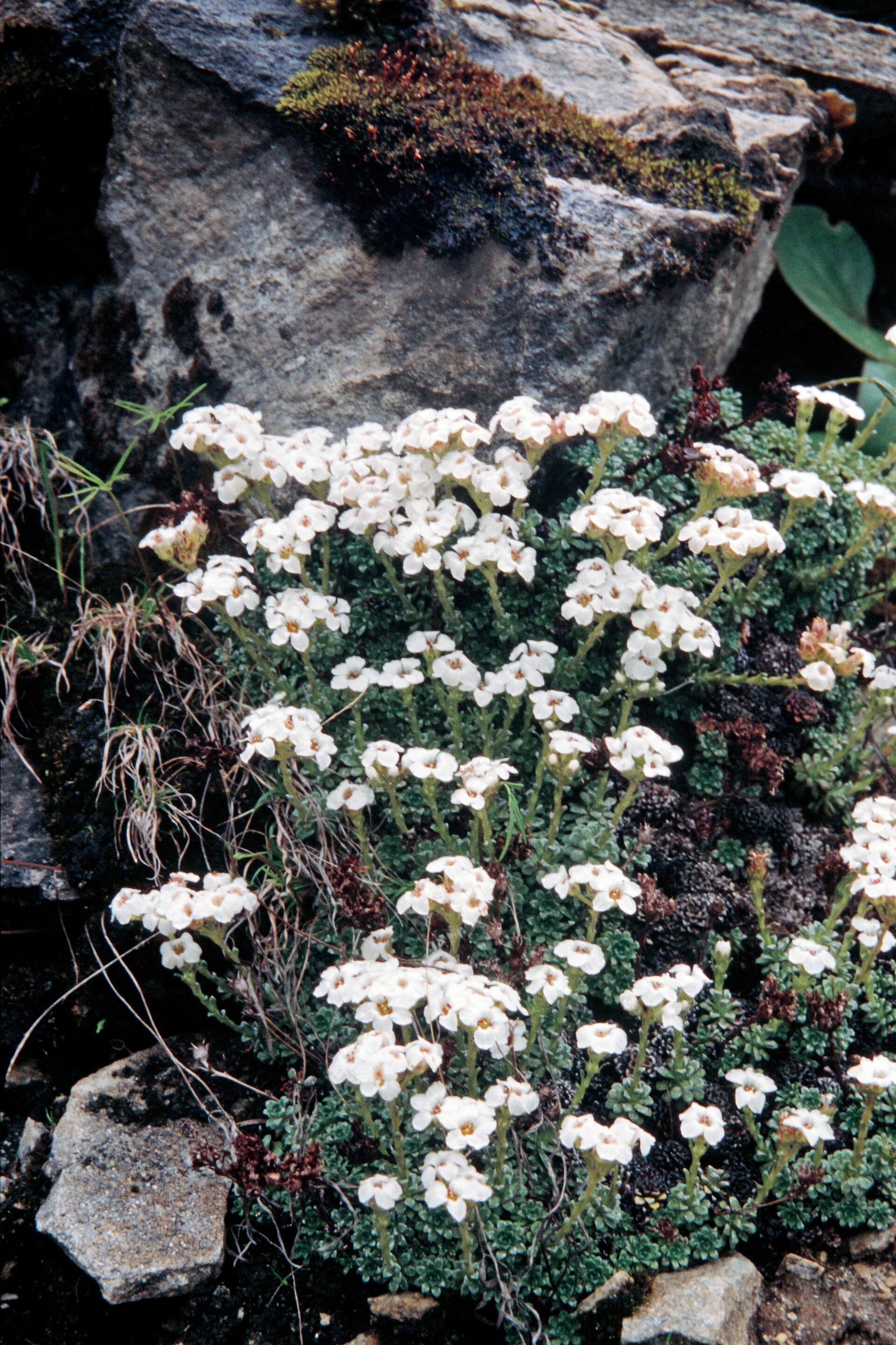Saxifraga stolitzkae — Saxifragaceae