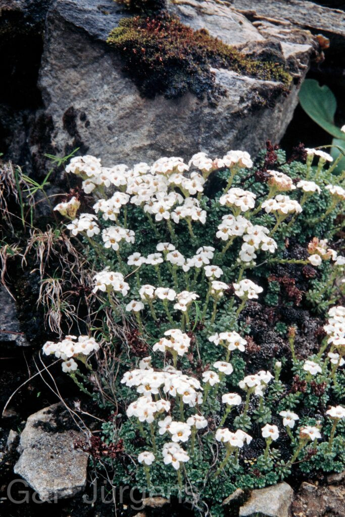 Nepal 99 595 ergebnis