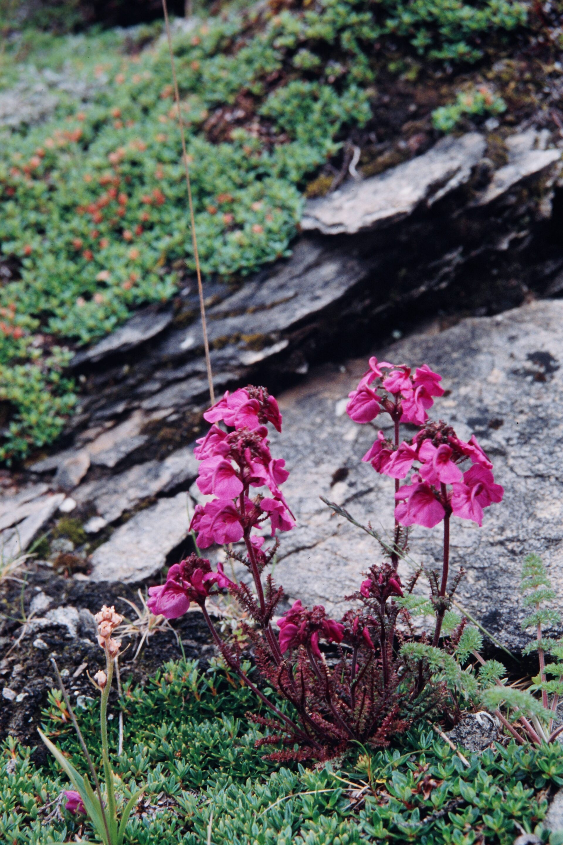 Pedicularis confertiflora — Orobanchaceae