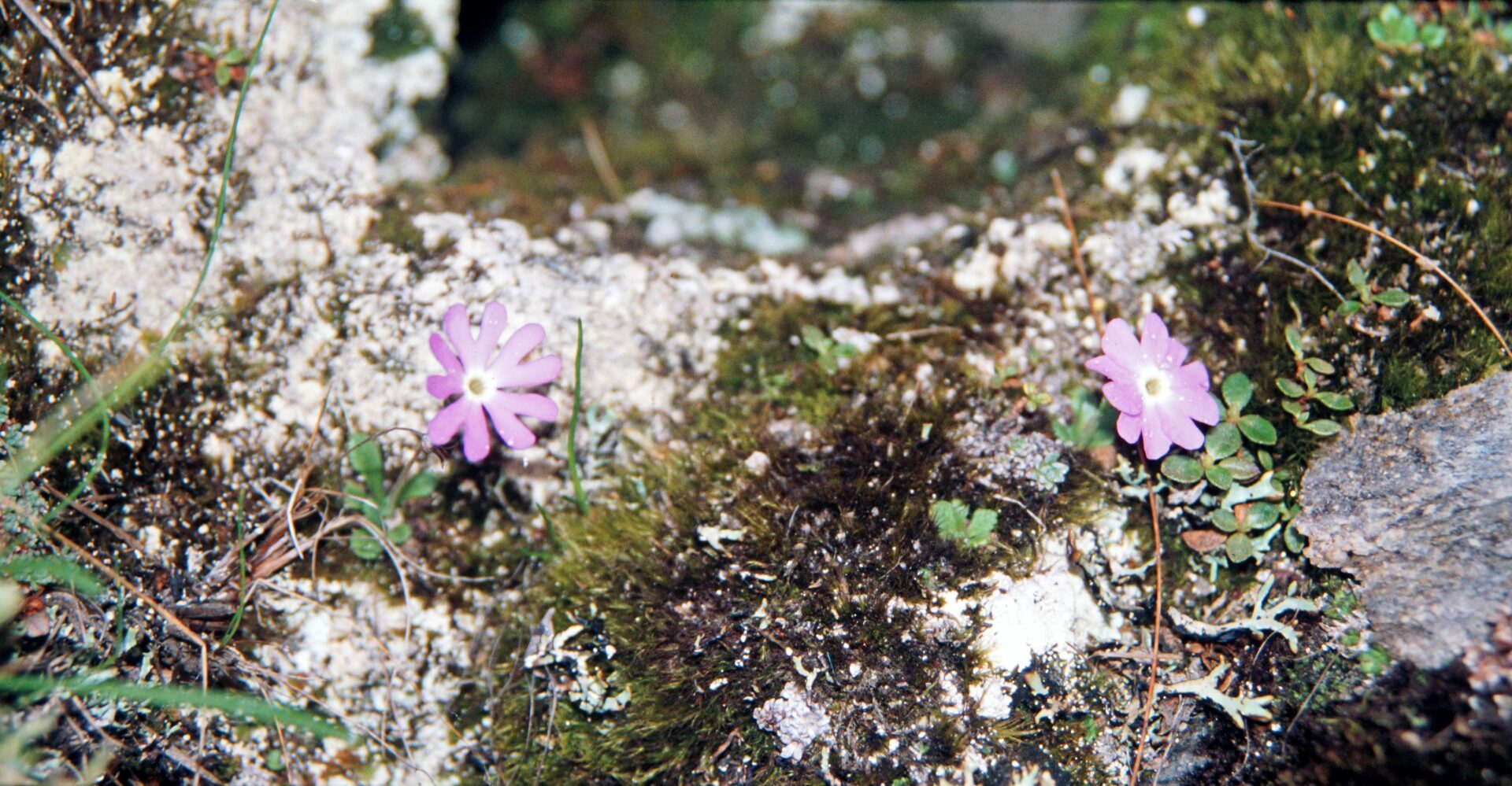 Primula spathulifolia — Primulaceae