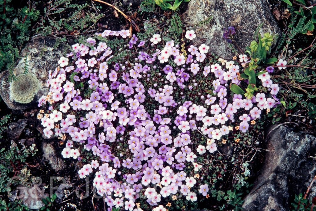 Nepal 99 605 ergebnis