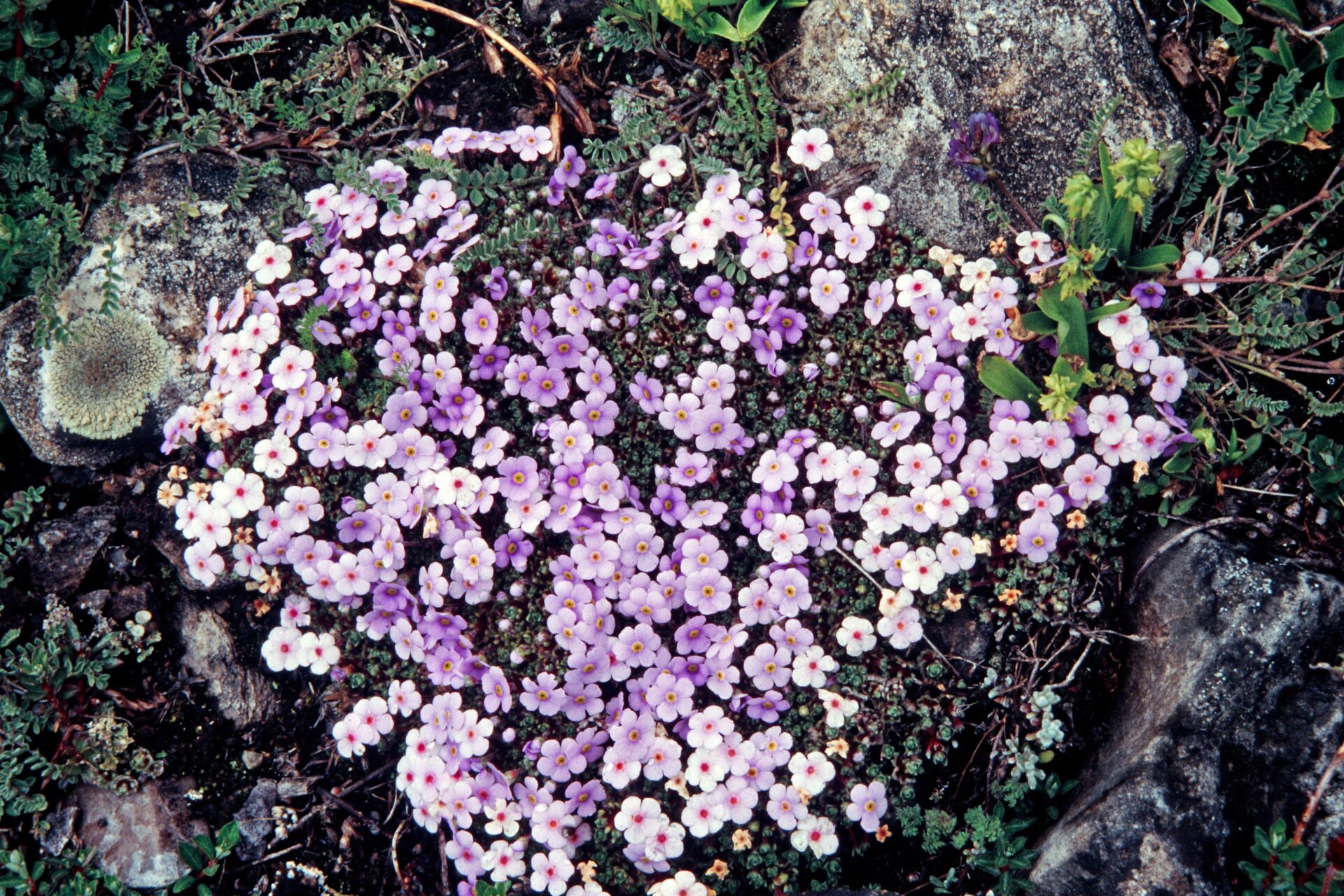 Androsace muscoidea — Primulaceae