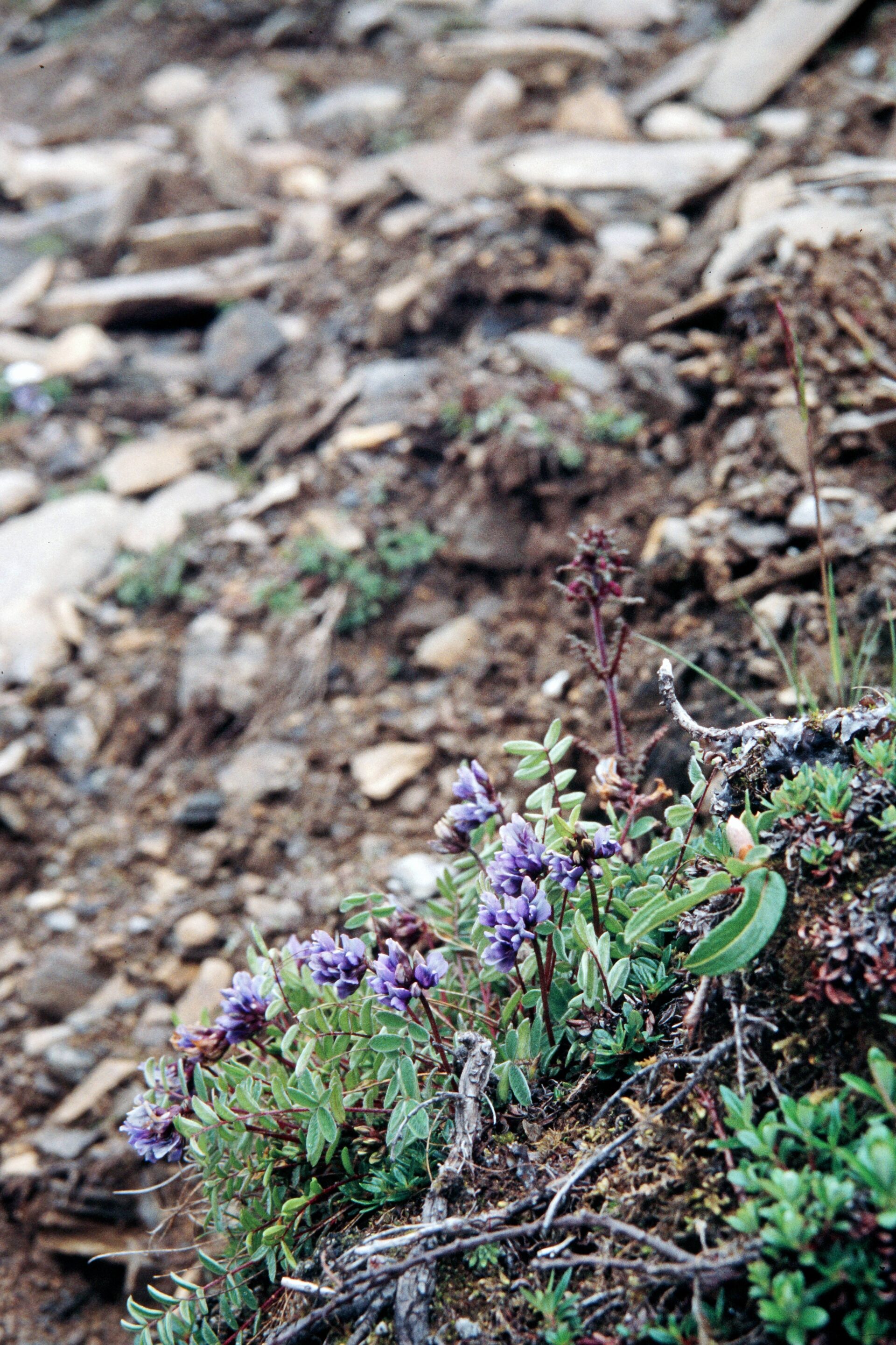 Oxytropis williamsii — Fabaceae