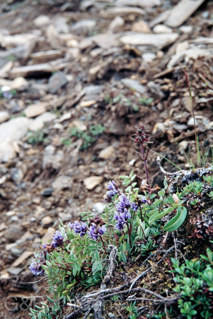 Nepal 99 606 ergebnis