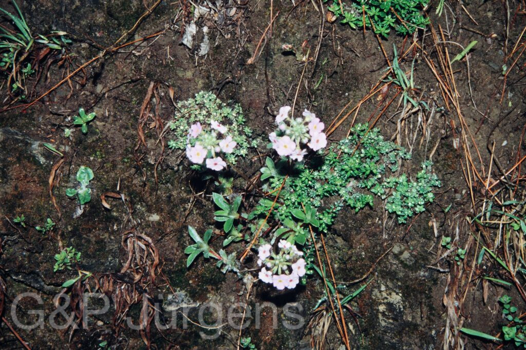 Nepal 99 60 ergebnis