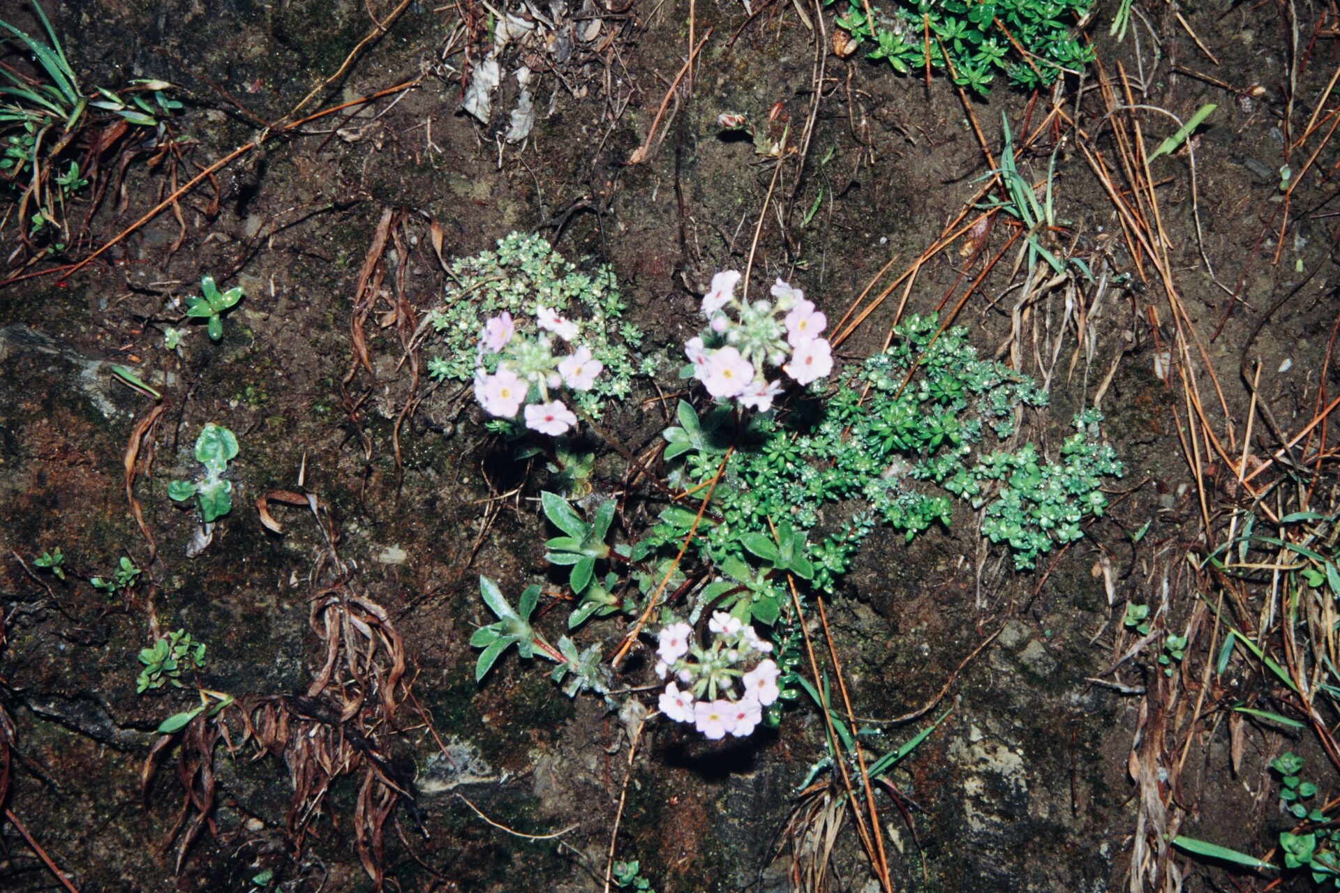 Androsace lanuginosa — Primulaceae