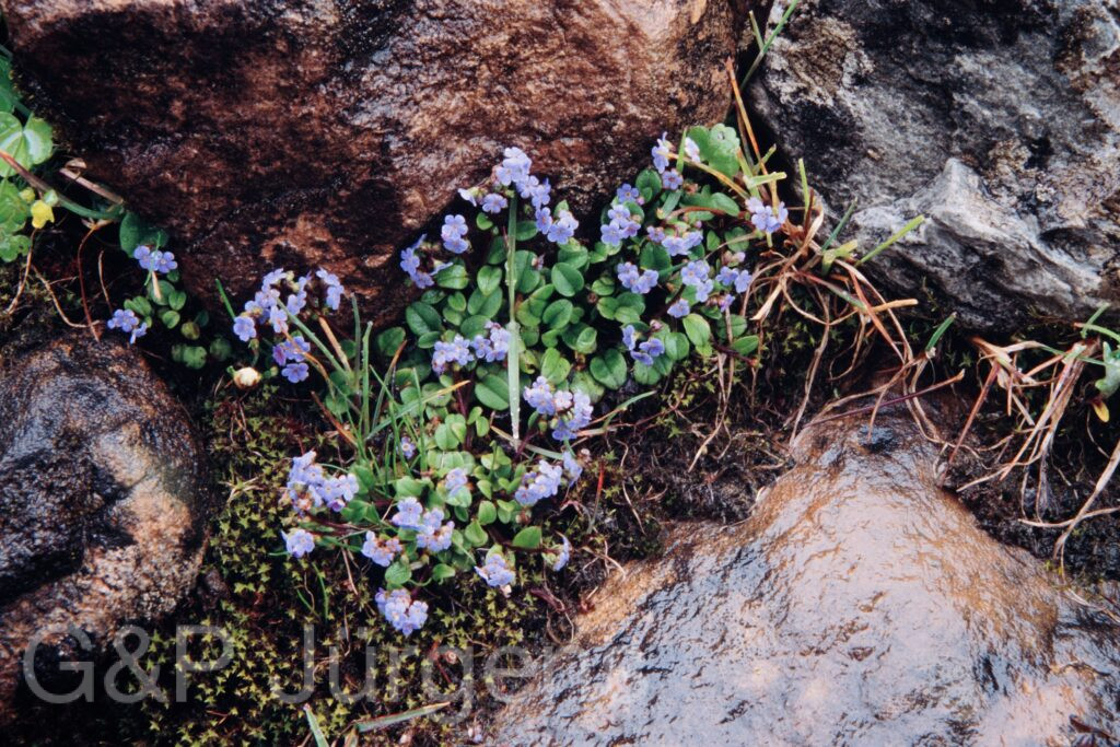 Nepal 99 615 ergebnis