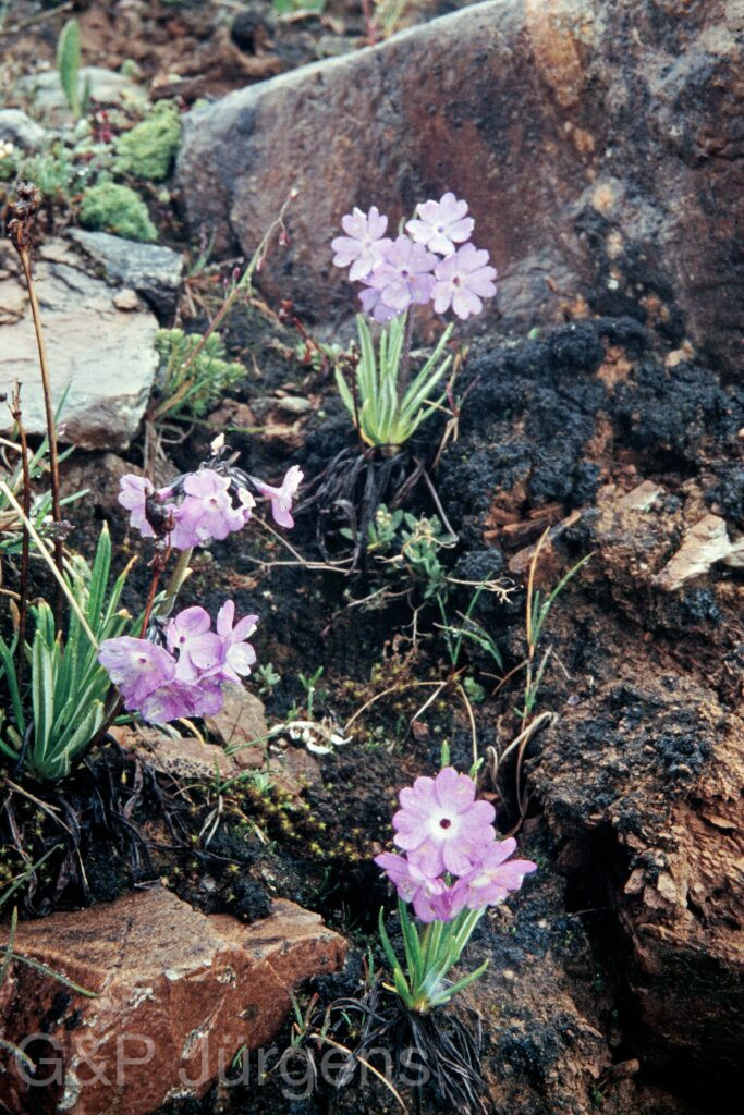 Nepal 99 616 ergebnis