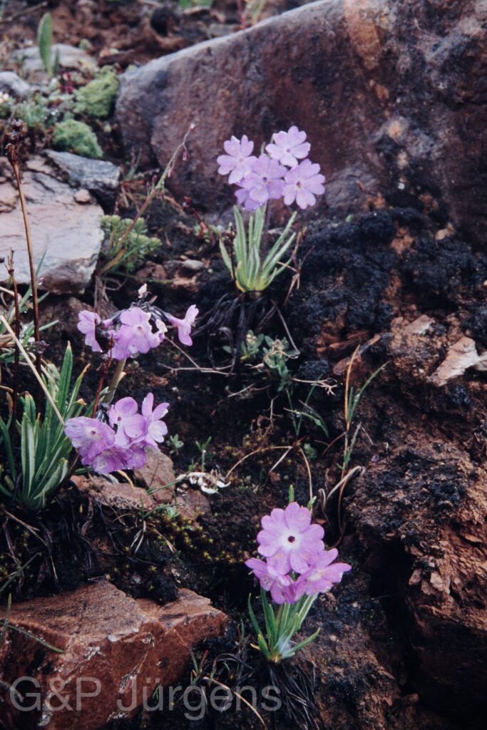 Nepal 99 617 ergebnis