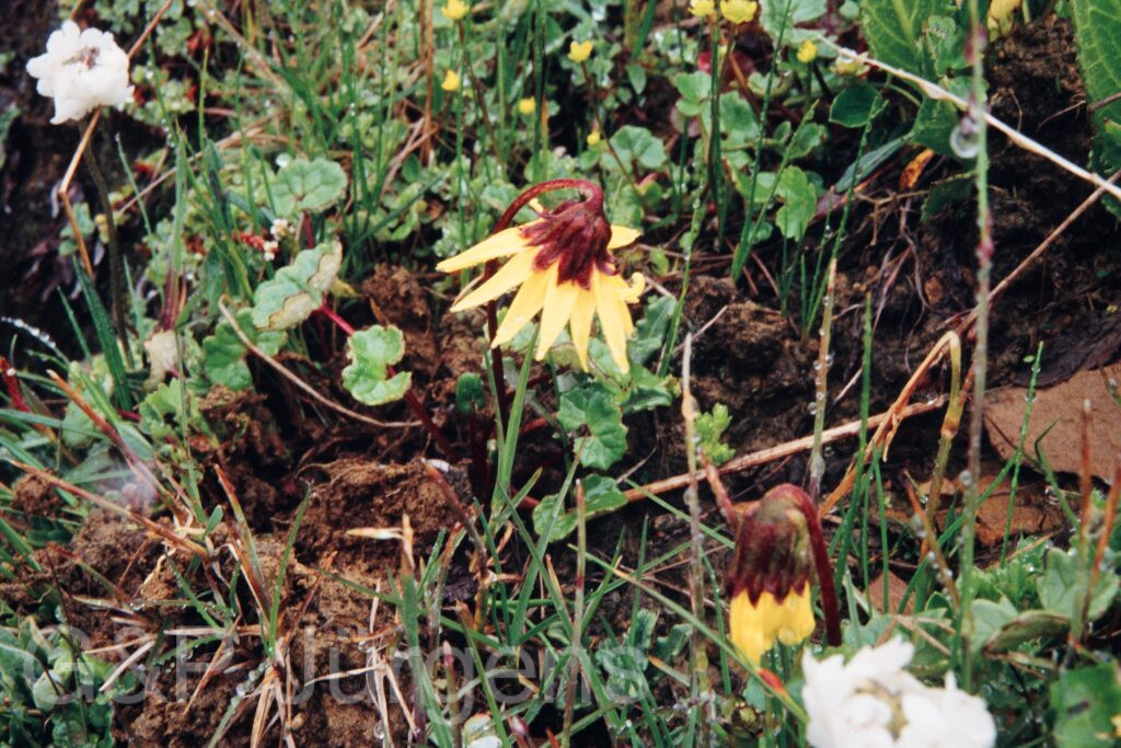 Nepal 99 619 ergebnis