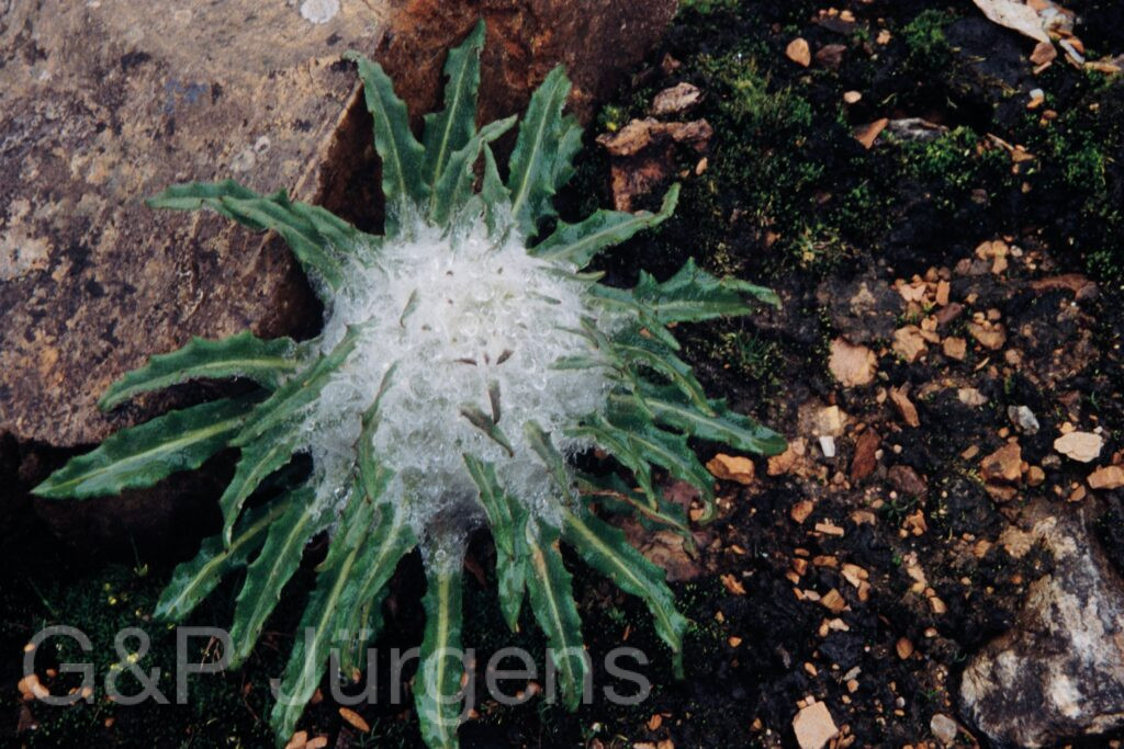 Nepal 99 626 ergebnis