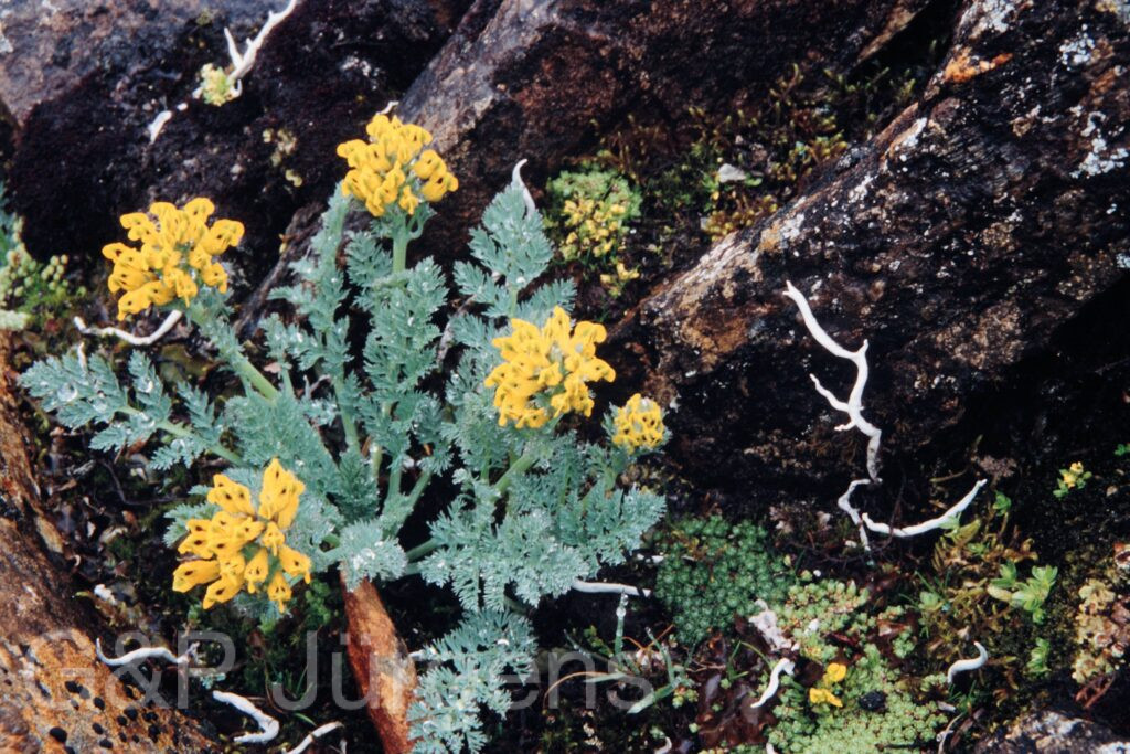 Nepal 99 628 ergebnis