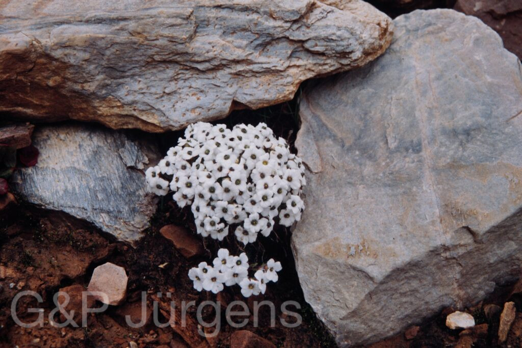 Nepal 99 635 ergebnis