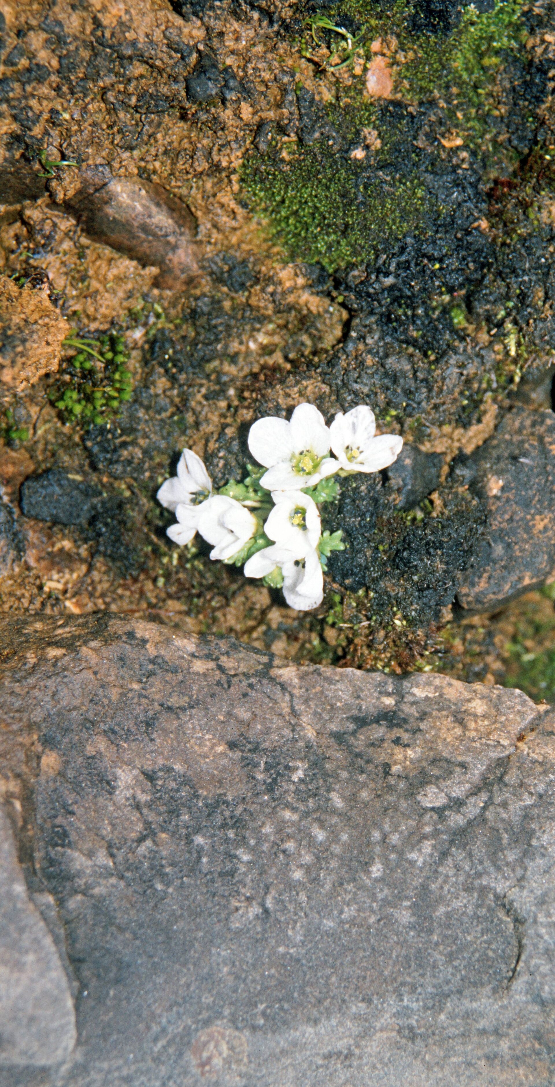 Aphragmus minutus — Brassicaceae