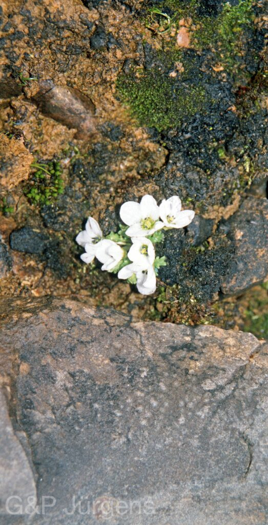 Nepal 99 640 ergebnis