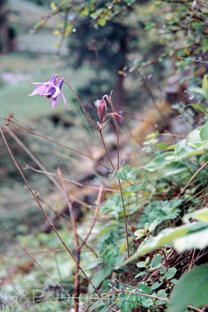 Nepal 99 65 ergebnis