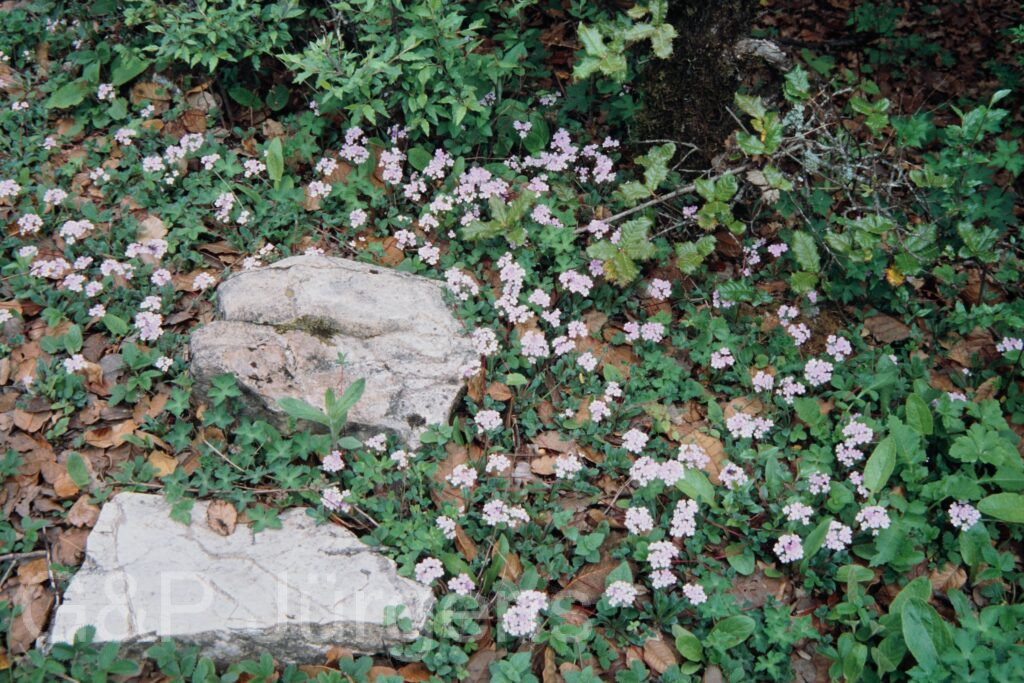 Nepal 99 77 ergebnis