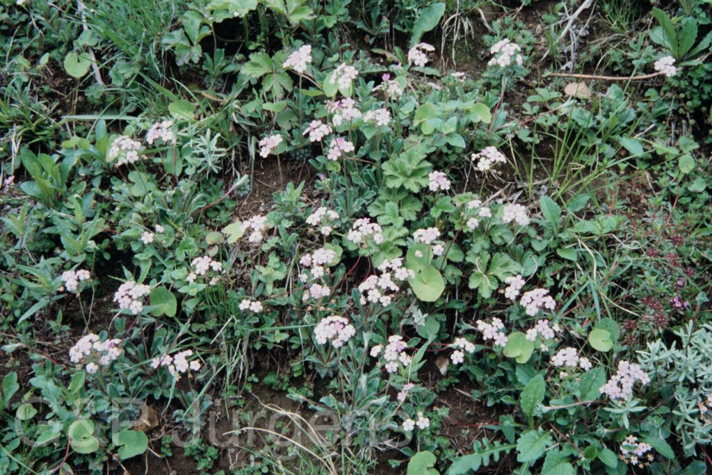 Nepal 99 78 ergebnis