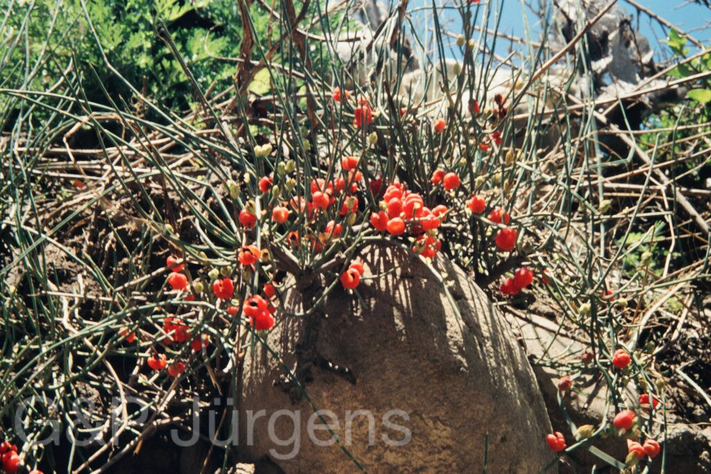 Nepal 99 7 ergebnis
