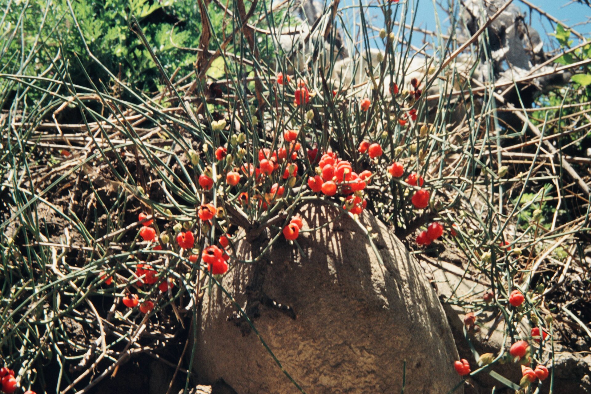 Ephedra gerardiana — Ephedraceae