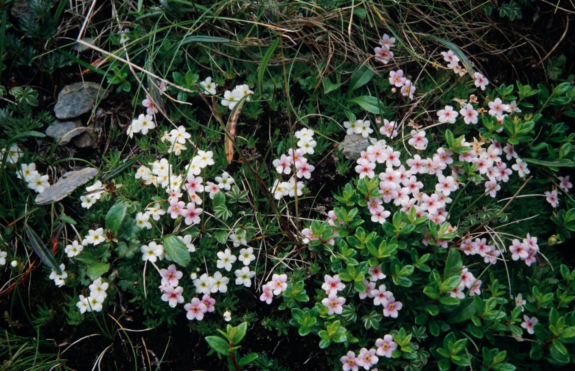 Androsace lehmannii — Primulaceae