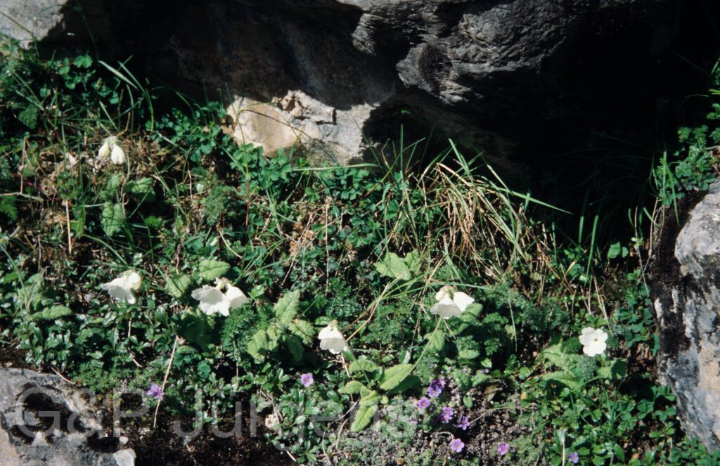Nepal 99 804 ergebnis