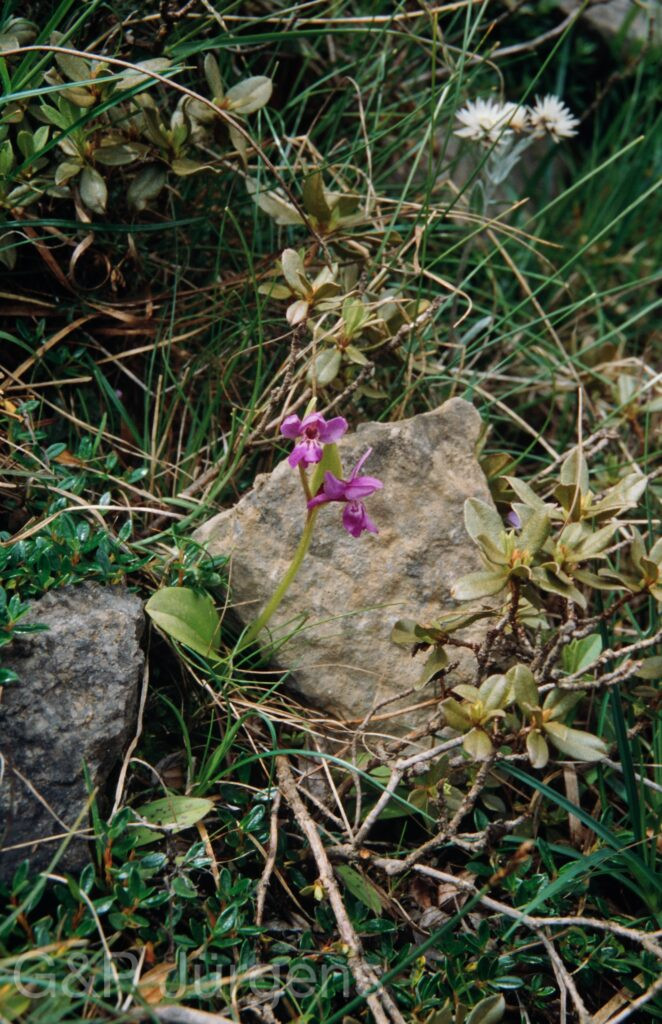 Nepal 99 809 ergebnis