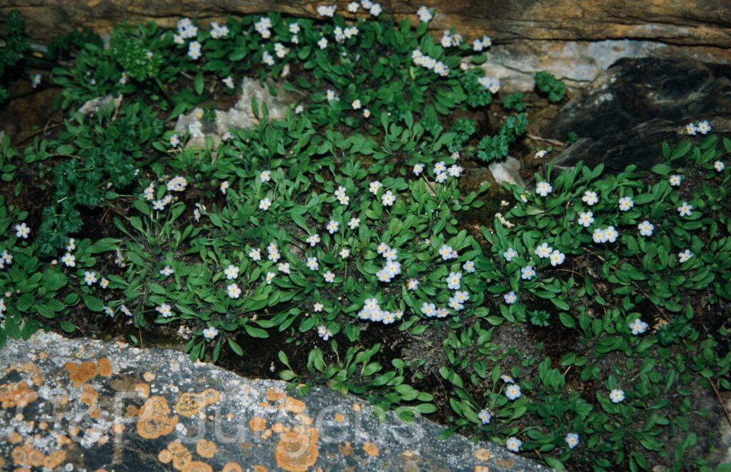 Nepal 99 812 ergebnis