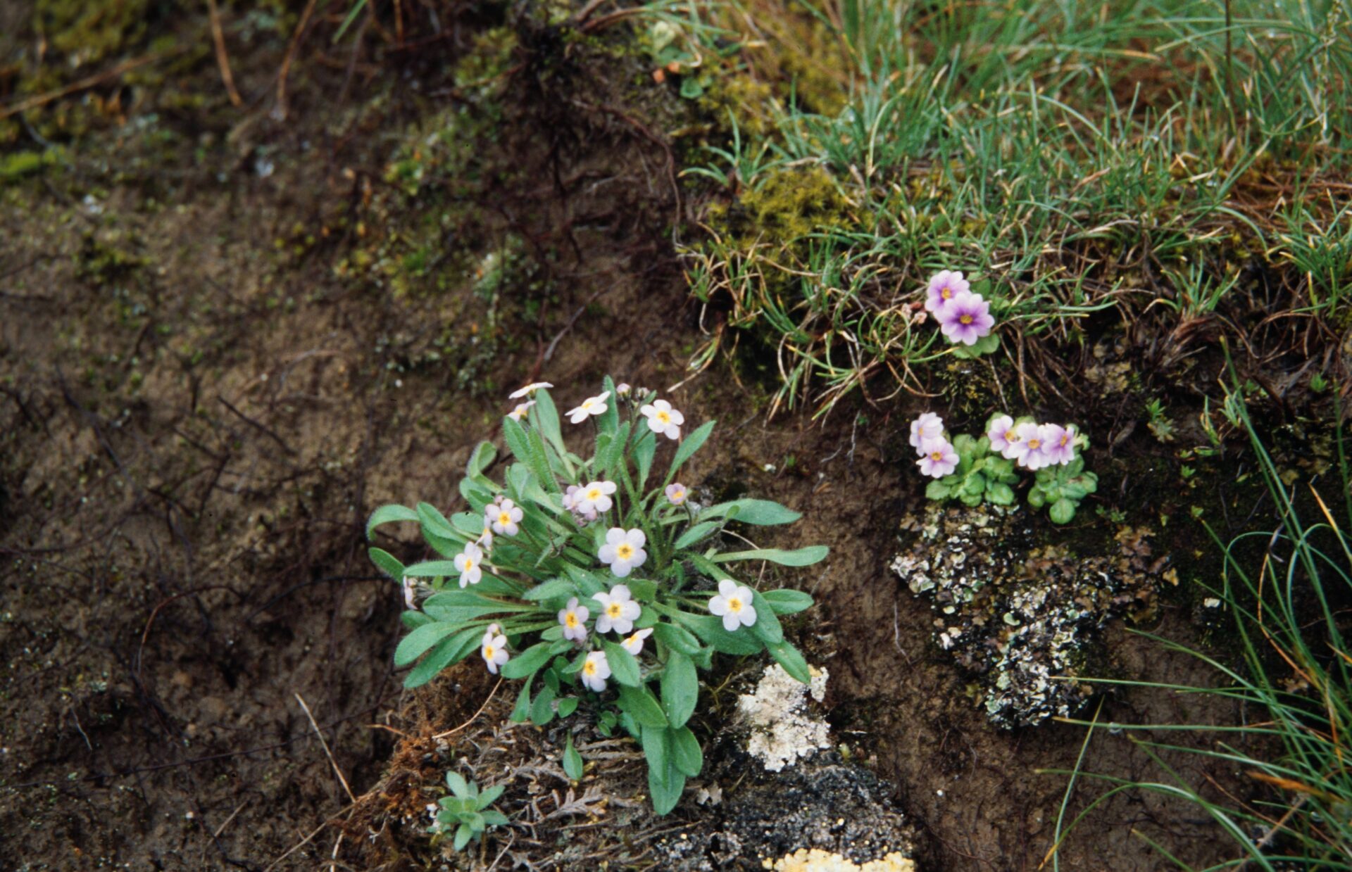Trigonotis tibetica — Boraginaceae