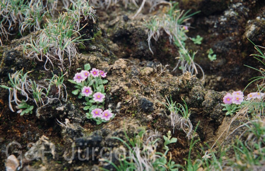 Nepal 99 814 ergebnis