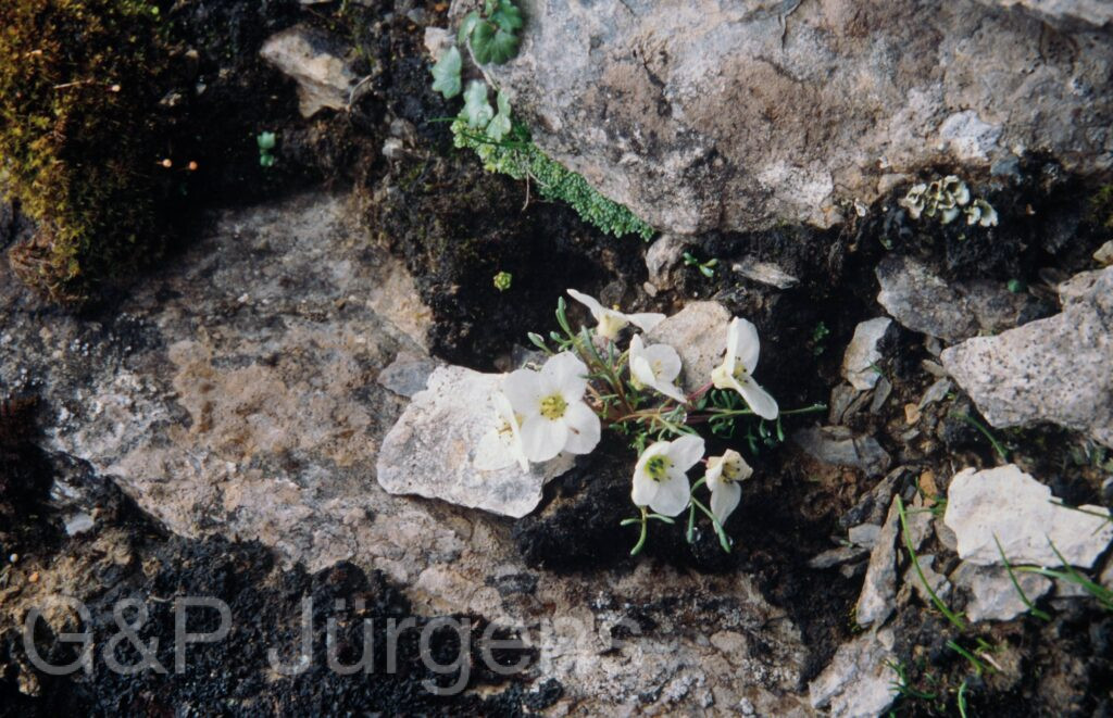 Nepal 99 819 ergebnis