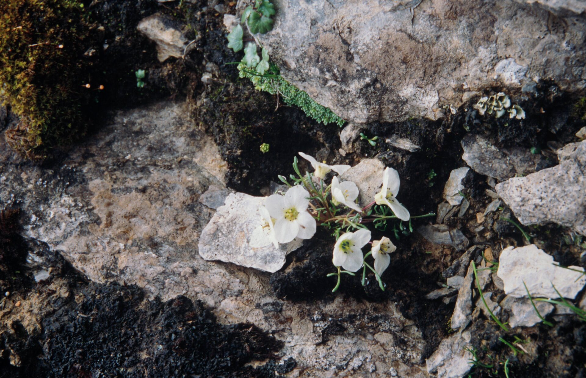 Ianhedgea minutiflora — Brassicaceae