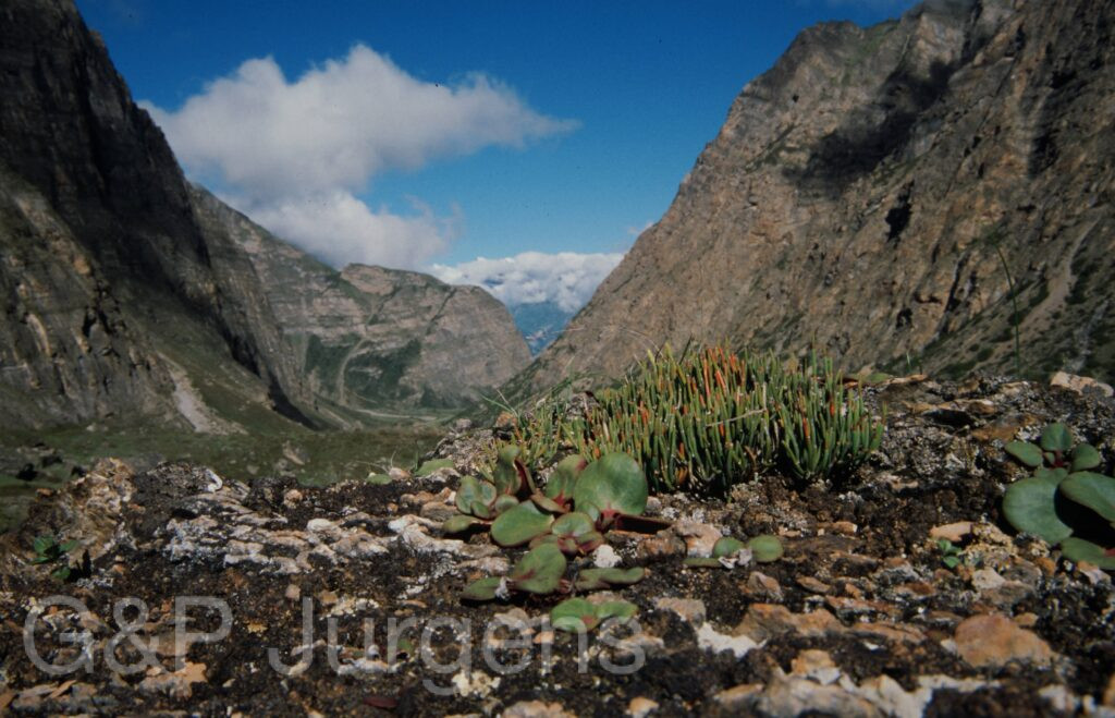 Nepal 99 836 ergebnis