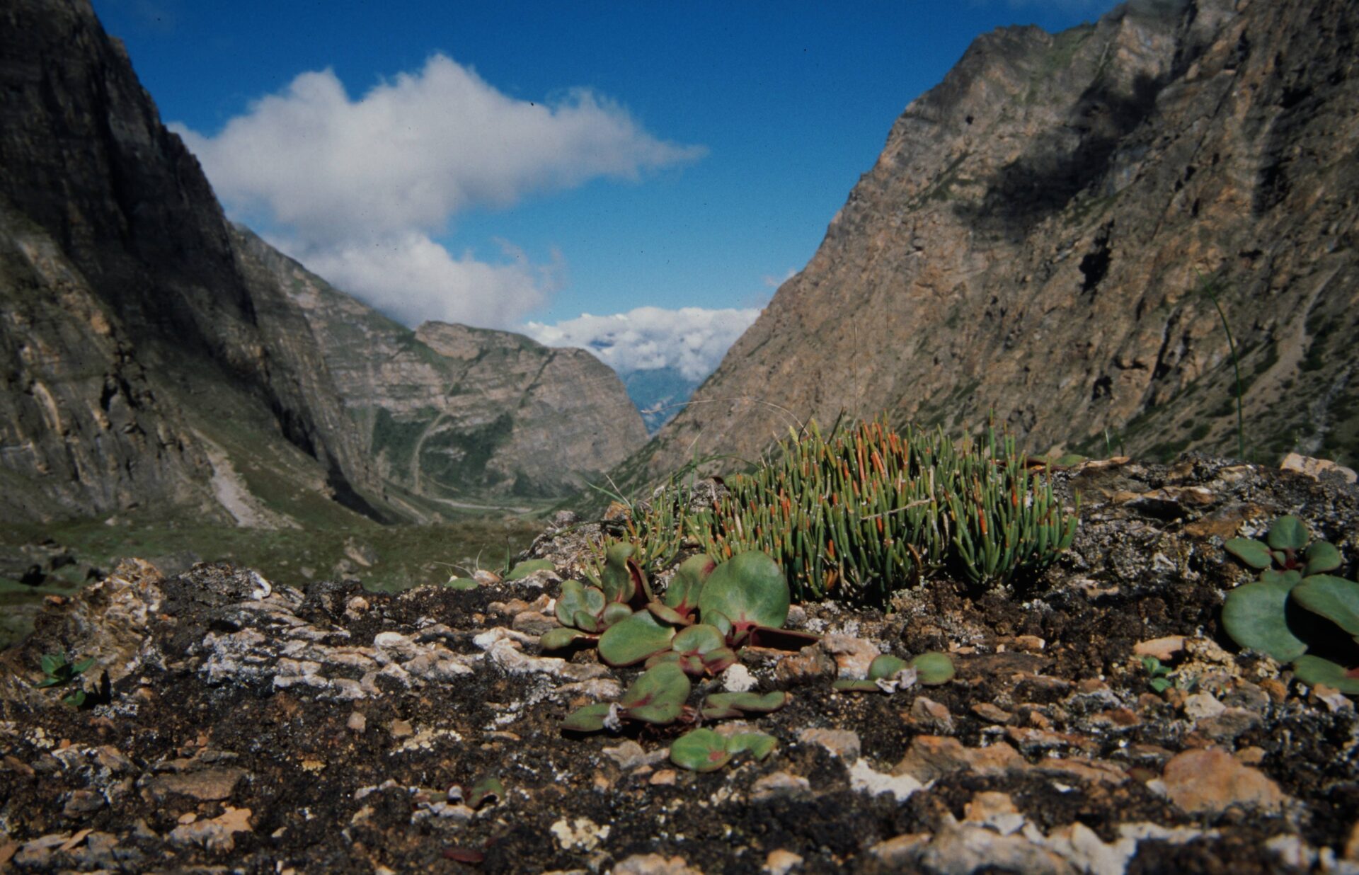 Rhodiola prainii — Crassulaceae