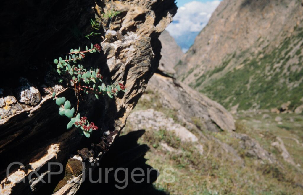 Nepal 99 839 ergebnis