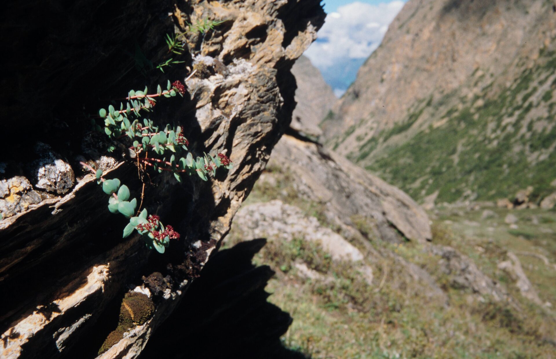 Rhodiola bupleuroides — Crassulaceae