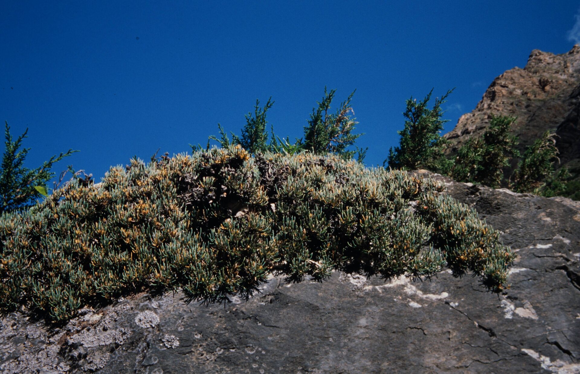 Ephedra pachyclada — Ephedraceae