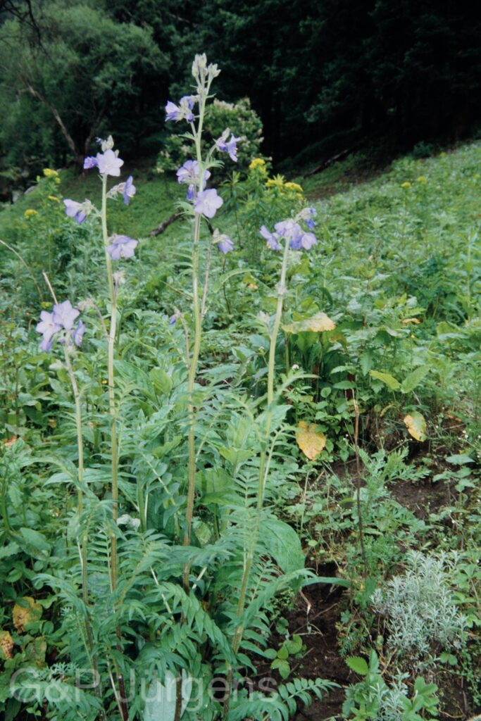 Nepal 99 85 ergebnis